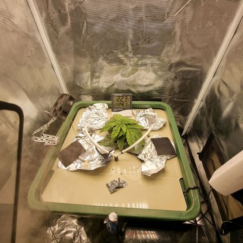 Easy Bud growlog timeline photo