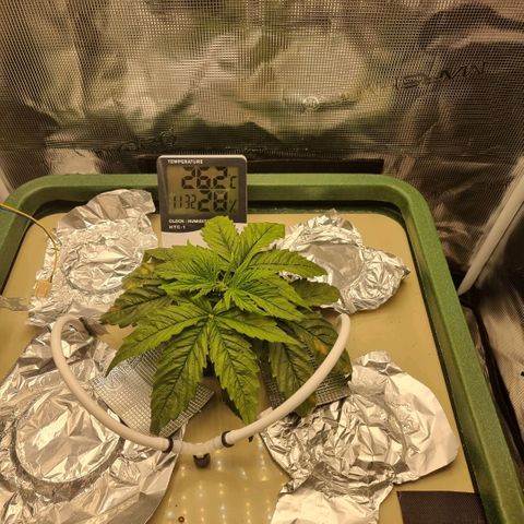 Easy Bud growlog photo: Parantumisen merkkejä