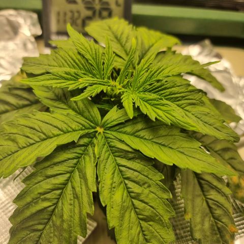Easy Bud growlog photo: Parantumisen merkkejä