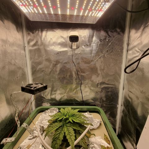 Easy Bud growlog photo: Laitettu kamera 
