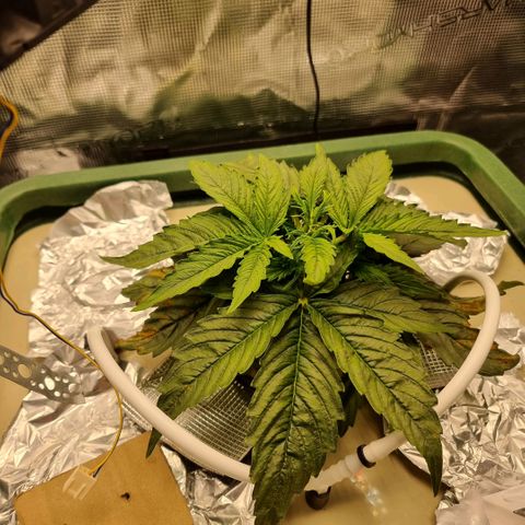 Easy Bud growlog timeline photo