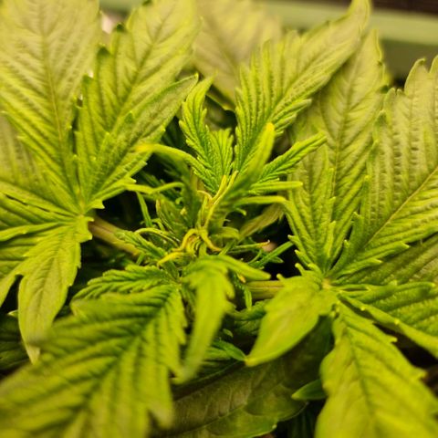 Easy Bud growlog timeline photo