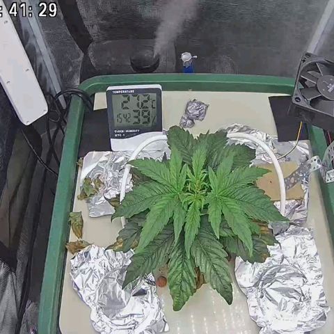 Easy Bud growlog timeline photo