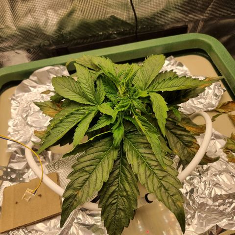 Easy Bud growlog timeline photo