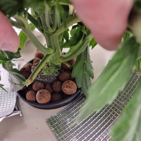 Easy Bud growlog timeline photo