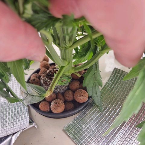 Easy Bud growlog timeline photo
