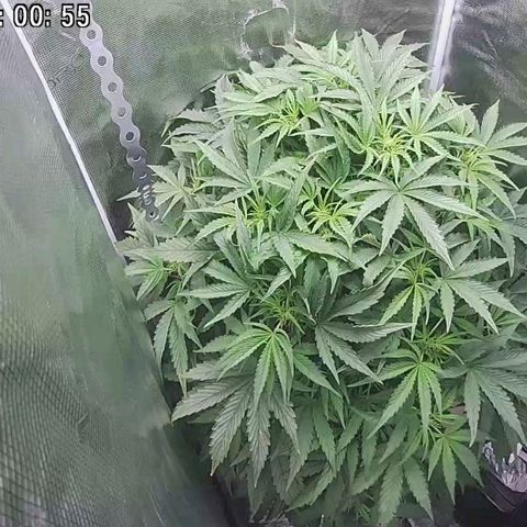 Easy Bud growlog timeline photo