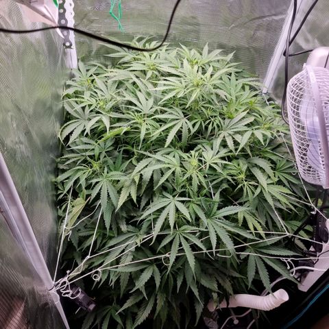 Easy Bud growlog timeline photo