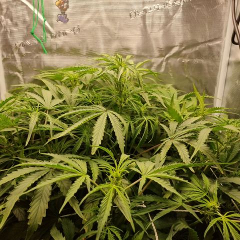 Easy Bud growlog timeline photo