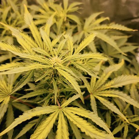 Easy Bud growlog timeline photo
