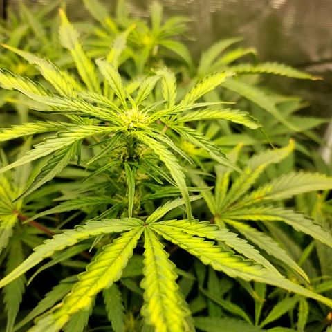 Easy Bud growlog timeline photo