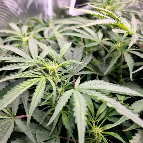 Easy Bud growlog timeline photo