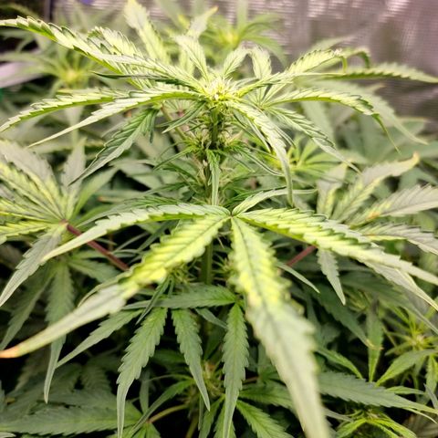 Easy Bud growlog timeline photo