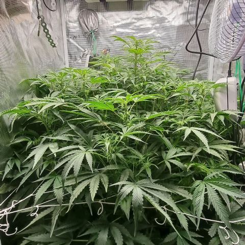 Easy Bud growlog timeline photo