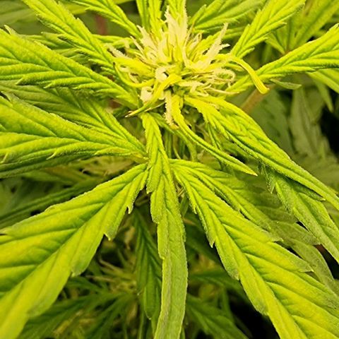 Easy Bud growlog timeline photo