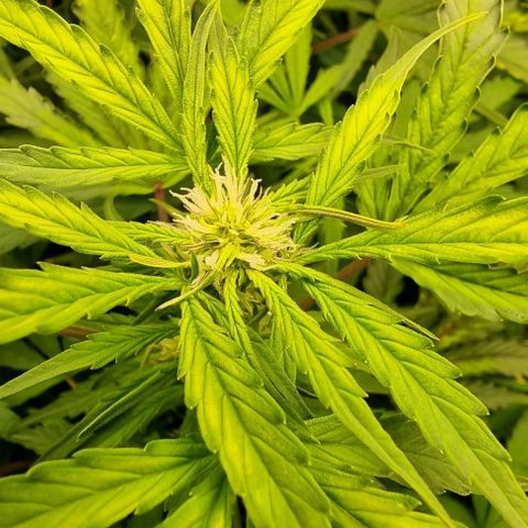 Easy Bud growlog timeline photo