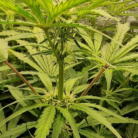 Easy Bud growlog timeline photo