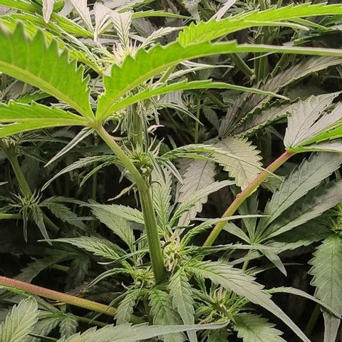 Easy Bud growlog timeline photo