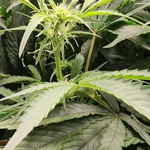 Easy Bud growlog timeline photo