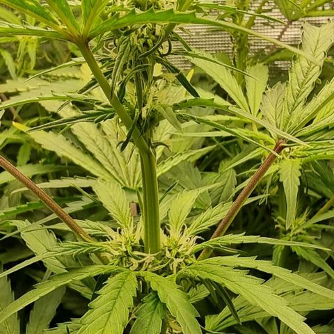 Easy Bud growlog timeline photo