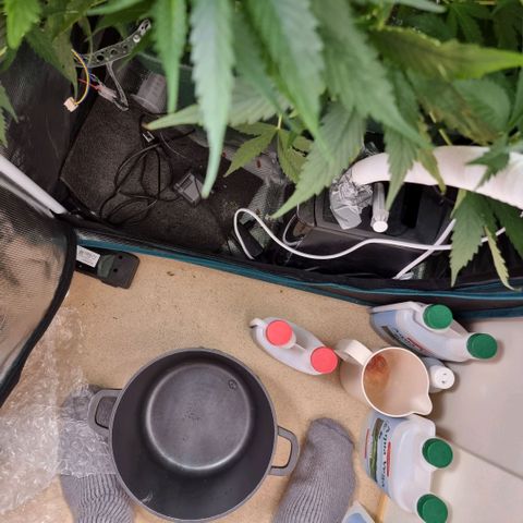 Easy Bud growlog timeline photo
