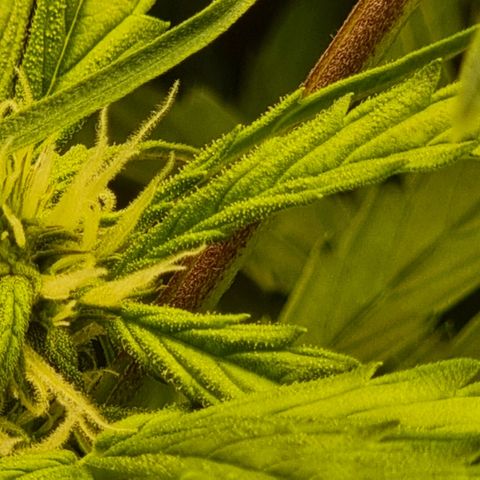 Easy Bud growlog timeline photo