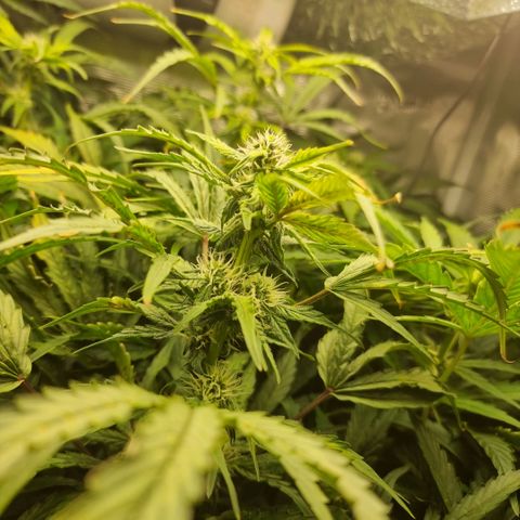 Easy Bud growlog timeline photo