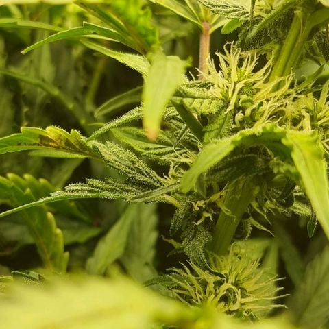 Easy Bud growlog timeline photo