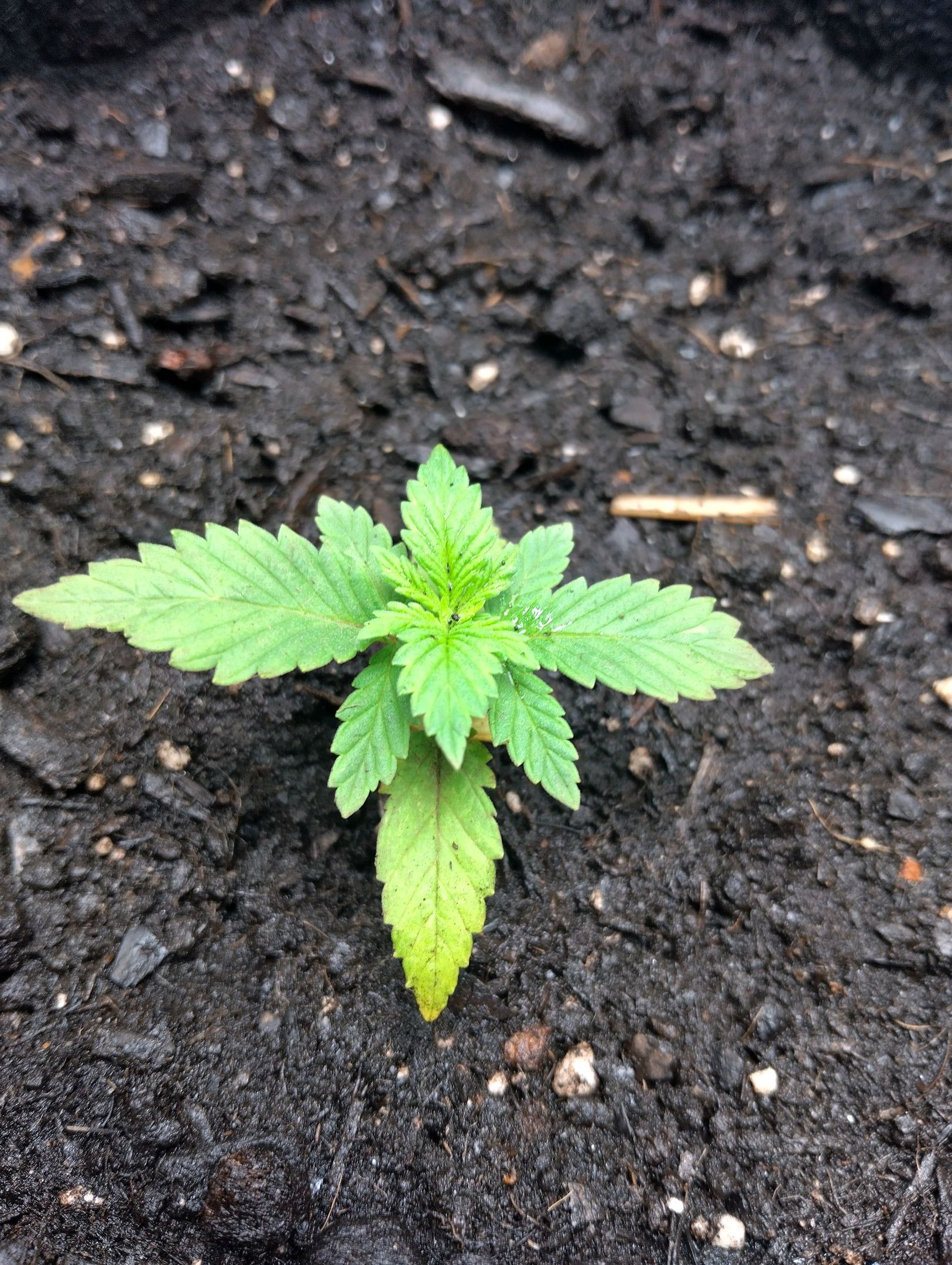 Chemdawg #4 growlog header