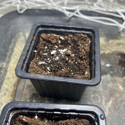 Cloud Walker growlog photo: Une graine pointe le bout de son nez. Les 3 autres en attente.