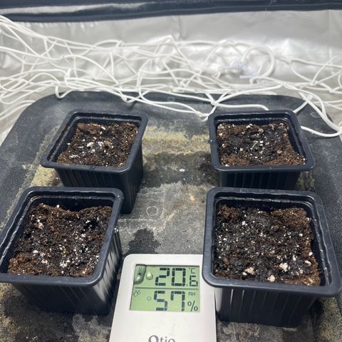 Cloud Walker growlog photo: Une graine pointe le bout de son nez. Les 3 autres en attente.
