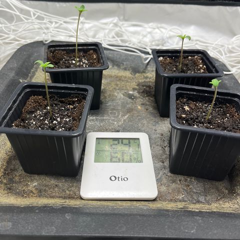 Cloud Walker growlog timeline photo