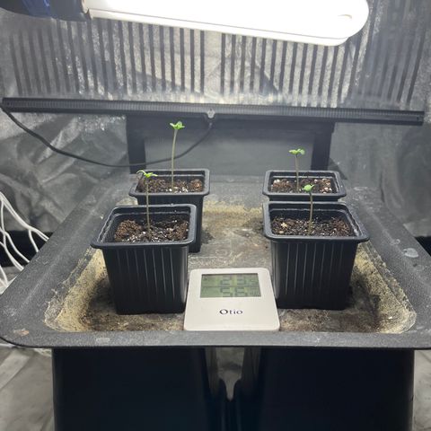 Cloud Walker growlog timeline photo