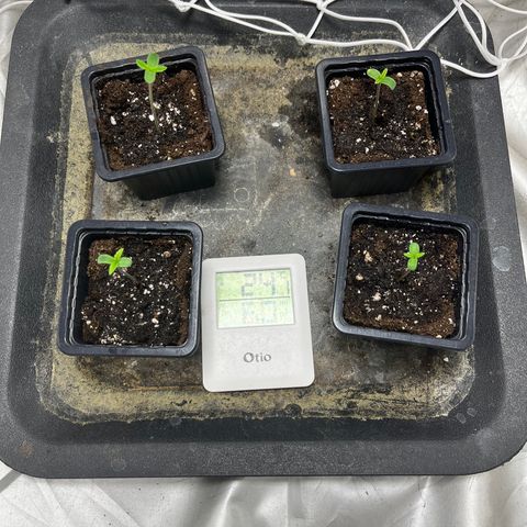 Cloud Walker growlog timeline photo