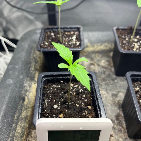 Cloud Walker growlog photo: Les petites ont bien grandi ! La terre est complètement sèche. Vérification du système racinaire ==> encore un peu de patience je dirais d’ici 3-4jours. Bon arrosage au vaporisation car terre très sèche.
