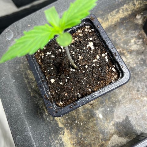 Cloud Walker growlog photo: Les petites ont bien grandi ! La terre est complètement sèche. Vérification du système racinaire ==> encore un peu de patience je dirais d’ici 3-4jours. Bon arrosage au vaporisation car terre très sèche.