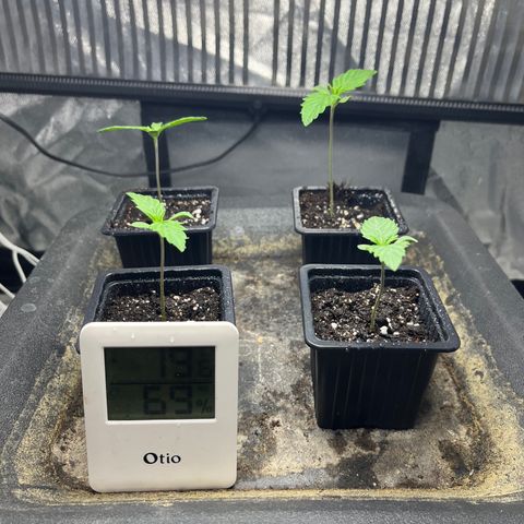 Cloud Walker growlog photo: Les petites ont bien grandi ! La terre est complètement sèche. Vérification du système racinaire ==> encore un peu de patience je dirais d’ici 3-4jours. Bon arrosage au vaporisation car terre très sèche.
