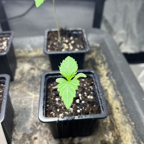 Cloud Walker growlog photo: Les petites ont bien grandi ! La terre est complètement sèche. Vérification du système racinaire ==> encore un peu de patience je dirais d’ici 3-4jours. Bon arrosage au vaporisation car terre très sèche.