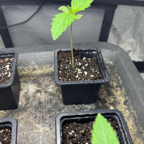 Cloud Walker growlog photo: Les petites ont bien grandi ! La terre est complètement sèche. Vérification du système racinaire ==> encore un peu de patience je dirais d’ici 3-4jours. Bon arrosage au vaporisation car terre très sèche.