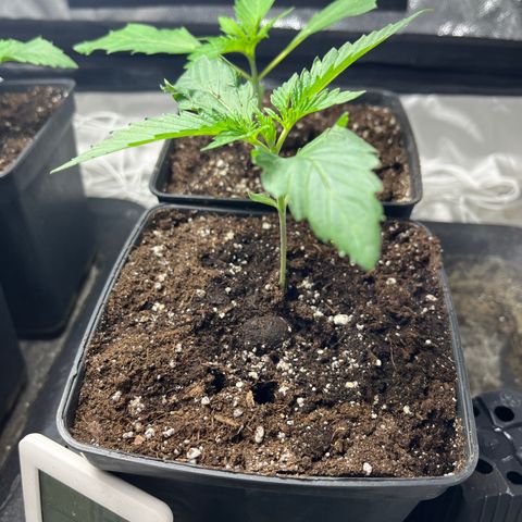 Cloud Walker growlog timeline photo
