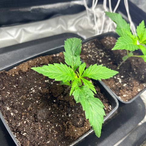 Cloud Walker growlog timeline photo