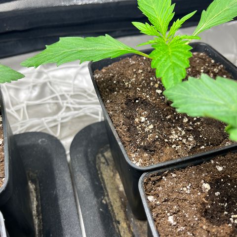 Cloud Walker growlog timeline photo