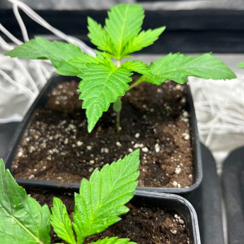 Cloud Walker growlog timeline photo