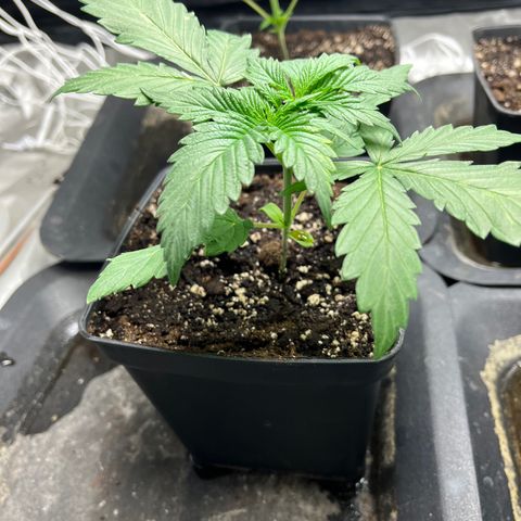 Cloud Walker growlog timeline photo