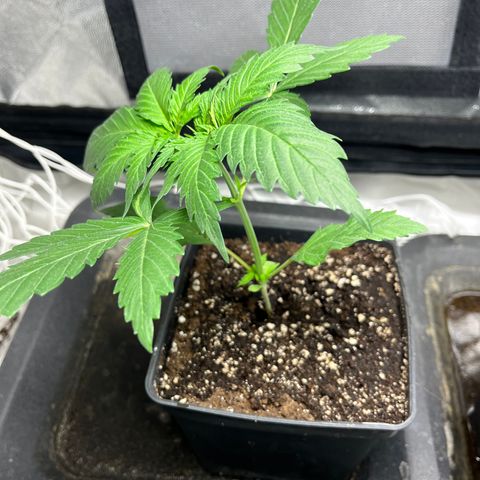Cloud Walker growlog timeline photo