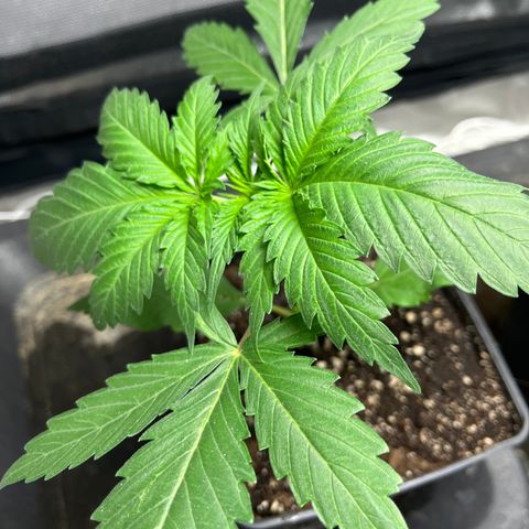 Cloud Walker growlog timeline photo