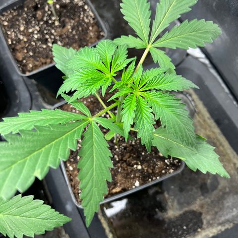 Cloud Walker growlog timeline photo