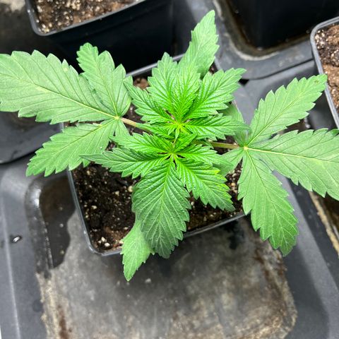 Cloud Walker growlog timeline photo
