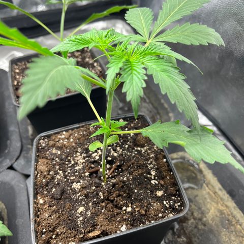 Cloud Walker growlog timeline photo