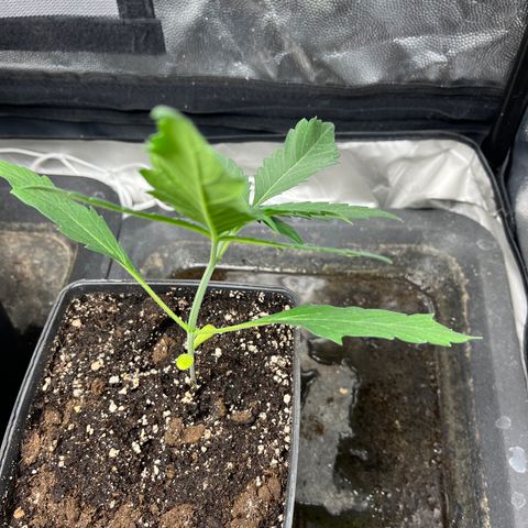 Cloud Walker growlog timeline photo